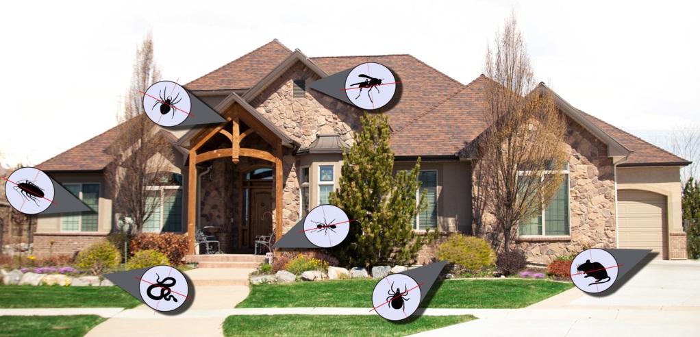 house and different kind of pest