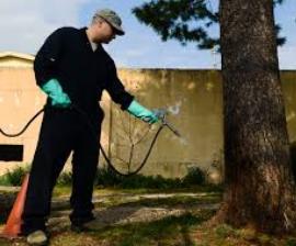 pest spray at the backyard