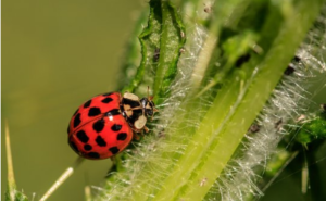 bug on a plant 