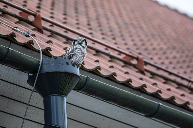 downspout